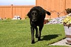 Black Lab Running on Grass photo thumbnail