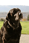 Dog Looking in the Door photo thumbnail