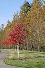 Autumn Sidewalk Trees photo thumbnail