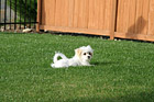 Maltese Puppy Laying on Grass photo thumbnail