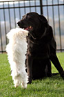 Maltese Standing Up to a Black Lab photo thumbnail
