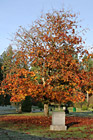 Autumn Tree in Graveyard photo thumbnail