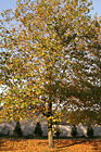 Autumn Maple Tree photo thumbnail