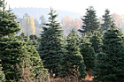 Christmas Trees Outside photo thumbnail