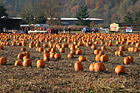 Pumpkin Farm photo thumbnail