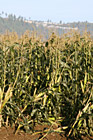 Corn Crops Growing in a Field photo thumbnail