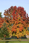 Red, Orange & Yellow Tree photo thumbnail