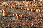 Rows of Pumpkins on Farm photo thumbnail