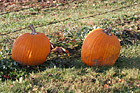 Pumpkins on Grass photo thumbnail