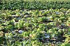 Cabbage on a Farm photo thumbnail