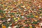Autumn Leaves Covering Grass photo thumbnail