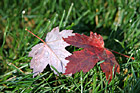 Leaves on Grass Close Up photo thumbnail