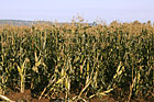 Rows of Corn Stalks photo thumbnail