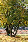 Autumn Tree & Pumpkin Farm photo thumbnail