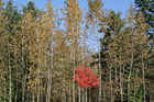 Fall Colored Trees photo thumbnail