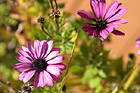 Purple Flowers Up Close photo thumbnail