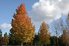 Fall Trees & Blue Sky photo thumbnail