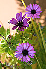 Scenic Purple Flowers photo thumbnail