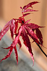 Red Autumn Leaf photo thumbnail