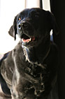 Adult Black Lab Dog photo thumbnail