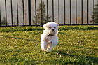 Maltese Puppy Sprinting to the Camera photo thumbnail