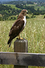 Profile of a Hawk photo thumbnail