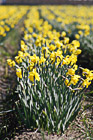 Daffodils Row photo thumbnail