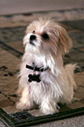 Maltese Puppy Sitting Obediently photo thumbnail