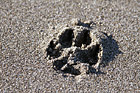Dog Footprint photo thumbnail