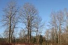 Leaf-Less Trees photo thumbnail