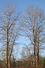 Seasonal Trees photo thumbnail