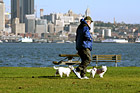 Man Walking Dogs photo thumbnail
