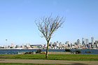 Seattle, Tree & Blue Sky photo thumbnail