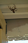 Big Brown Spider photo thumbnail