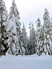 Snow Piled on Trees photo thumbnail