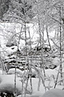 Snow on Trees & Branches photo thumbnail