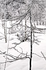 Tree Branch & Snow photo thumbnail