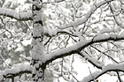 Snowy Tree Branches photo thumbnail