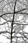 Snow Covered Tree Branches photo thumbnail