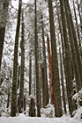 Winter Trees photo thumbnail