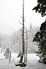 Winter Snow Falling photo thumbnail