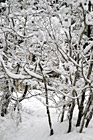 White Snow on Tree Branches photo thumbnail