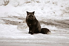 Black & Gray Wild Fox photo thumbnail
