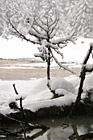 Snow, Tree Branch & Water photo thumbnail