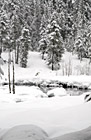 Winter Trees & Snow in Wilderness photo thumbnail