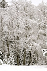 Snow Covered Trees photo thumbnail