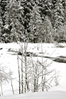 Snowy Wilderness photo thumbnail