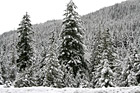 Snow Covering Lots of Trees photo thumbnail