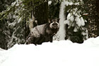 Gray & Black Fox on Snow photo thumbnail