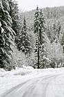 Winter Trees Along Road photo thumbnail